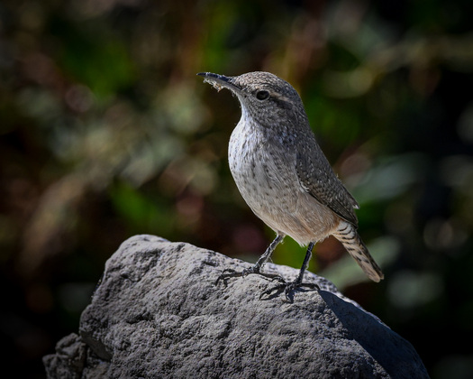 Rock wren on a rock