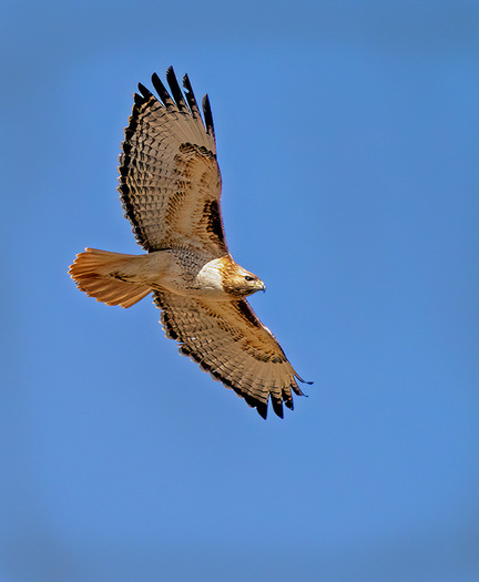 Red-tailed hawk in flight