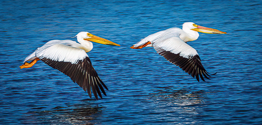 Two Ameican white pelicans flying over water