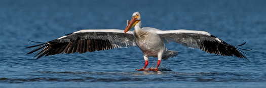 American white pelican landing on water