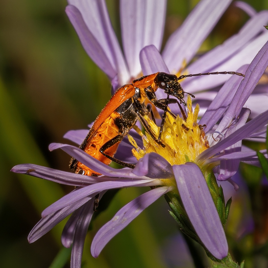 Orange beetle on a flower