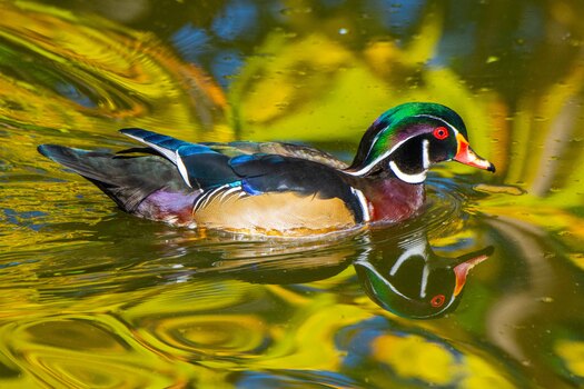 Wood duck with fall foliage reflections
