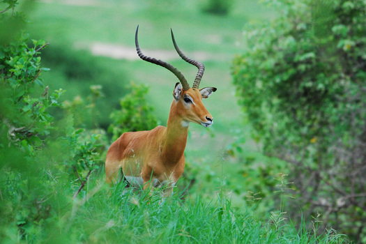 Impala