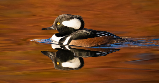 male hooded merganser