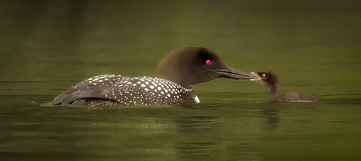 Common Loon feeding chick