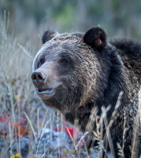 grizzly bear