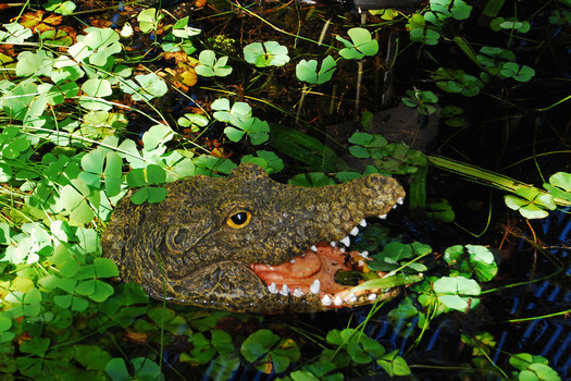 Alligator or Crocodile Sculpture