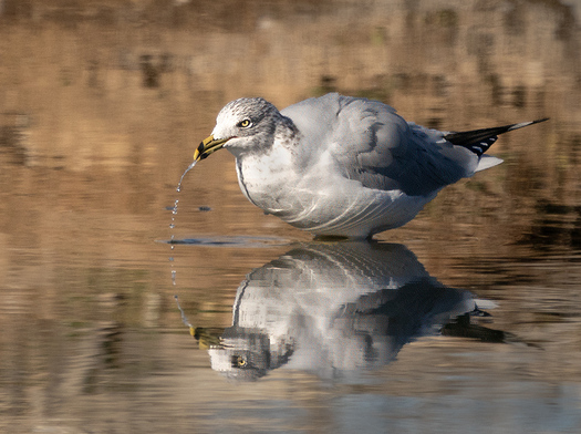 Ring-Billed Gull with a small fish
