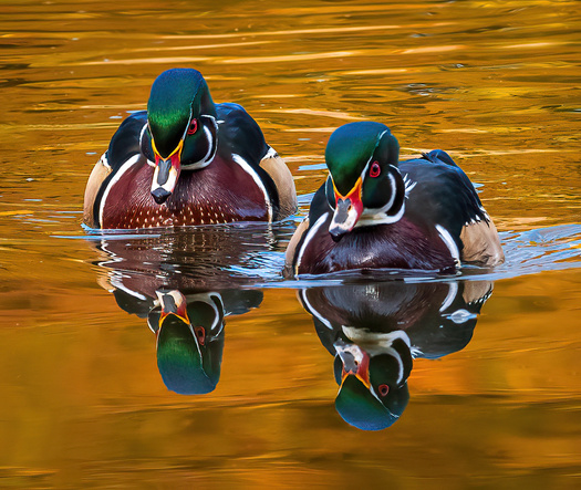 Two Wood Duck Drakes and their reflections
