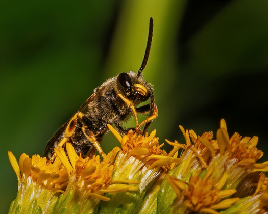 Bee on a flower