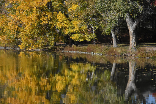 Trees in fall foliage and their reflections