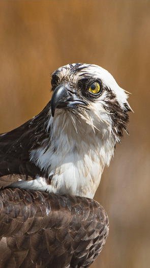 osprey