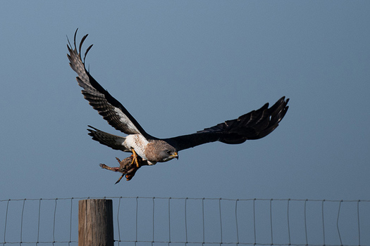 Flying hawk with carrying a prairie dog