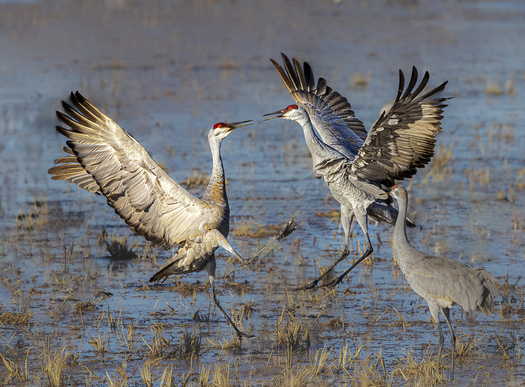 Sandhill Cranes