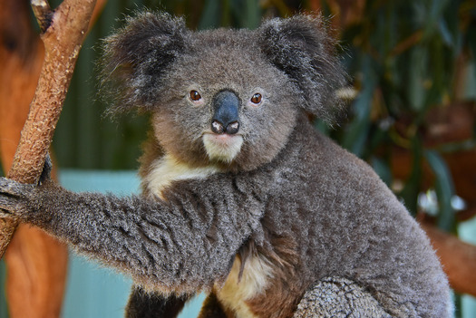 koala 