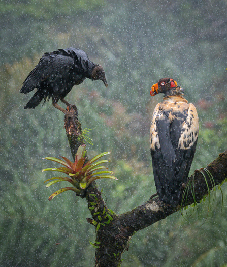 black vulture and condor in the rain