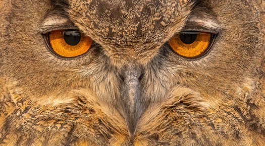 owl eyes