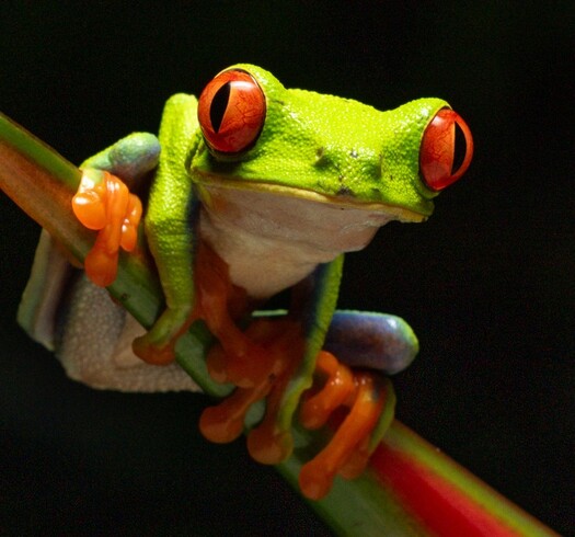 tree frog