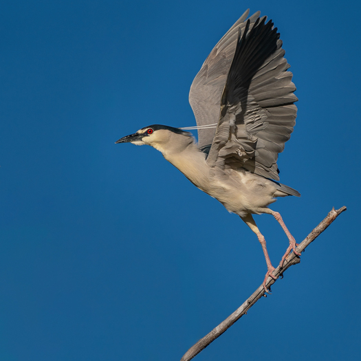 B;ack-crowning Night Heron taking off