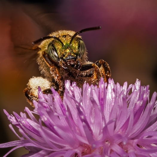 sweat bee