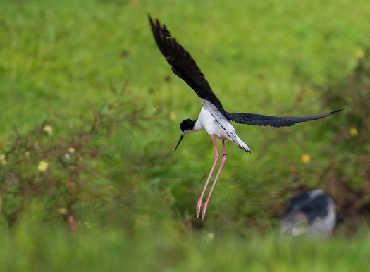 Stilt landing