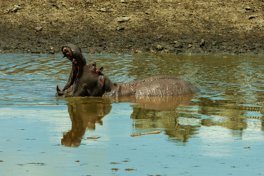 Yawning Hippopotamus