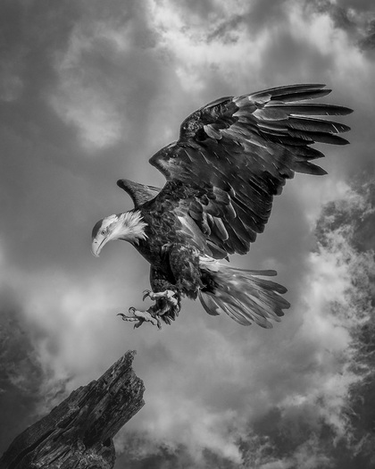 Raptor landing