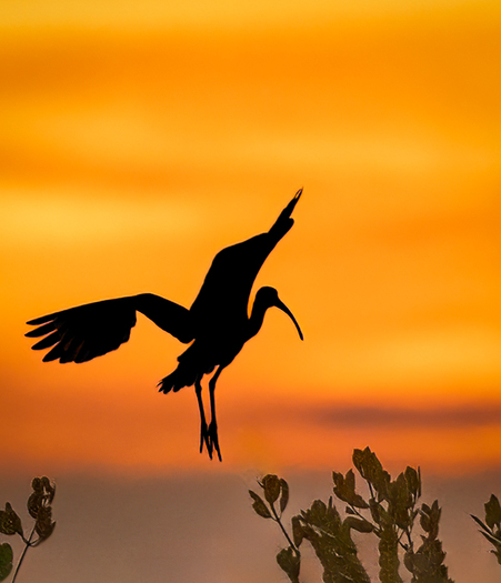 Ibis landing at sunset