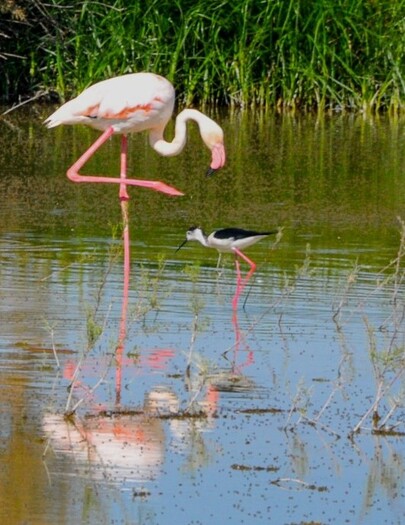 Flamingo and Stilt