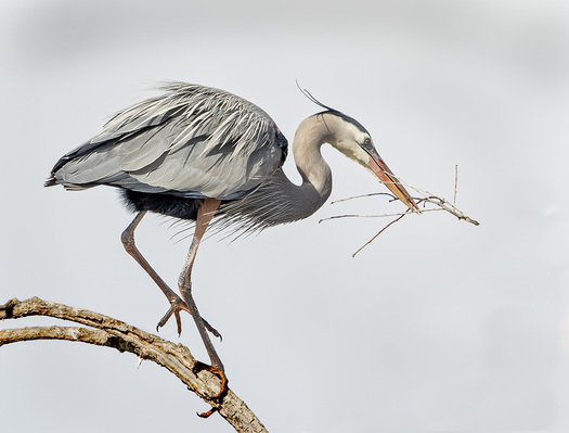 Great Blue Heron with a stick