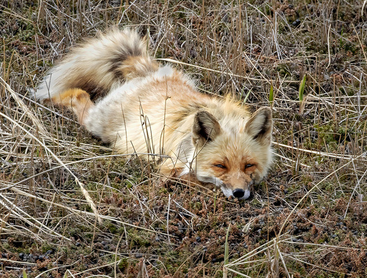 Fox lying close to the ground