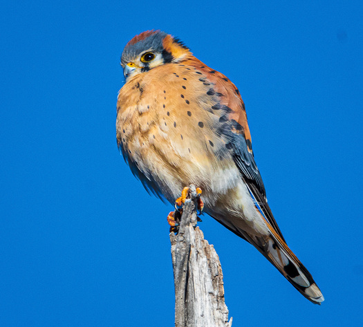 American Kestrel on a perch