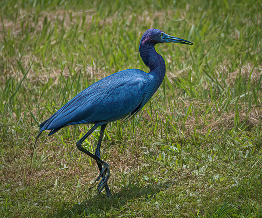 Little Blue Heron walking