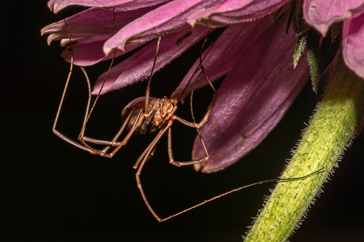 Harvetman upside down below a flower