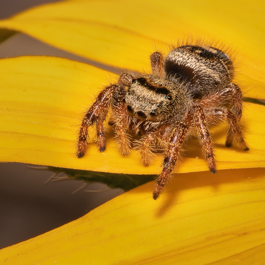 Jumping Spider on a flower petal