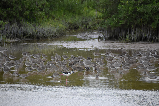 Stilt walking in front of Dowitchers