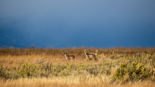 Two Pronghorn with dark gray clouds in background