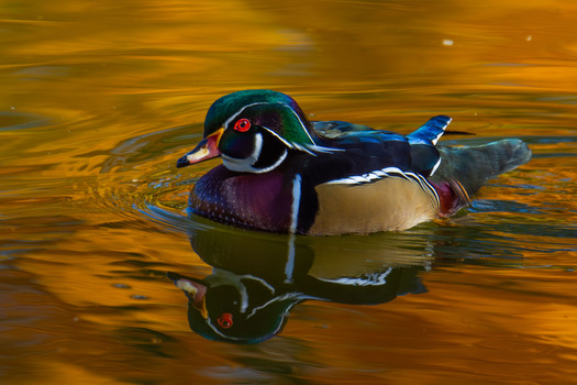 Wood duck with reflected fall foliage