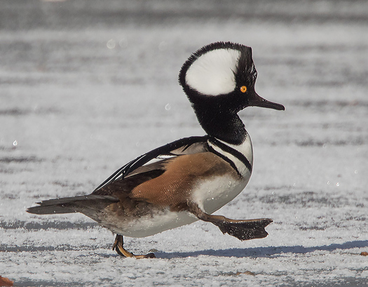 Hooded Merganser walking on ice