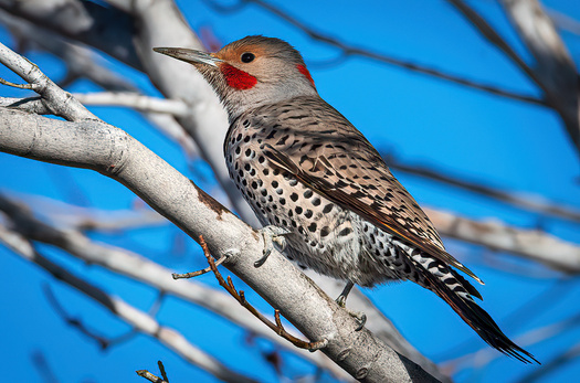 Northern Flicker in a tree