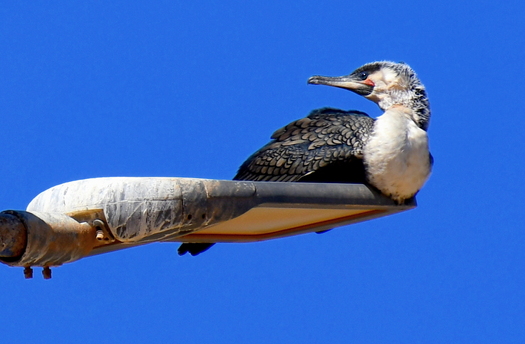 Cormorant on Streetlight