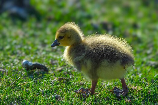 Gosling walking on grass
