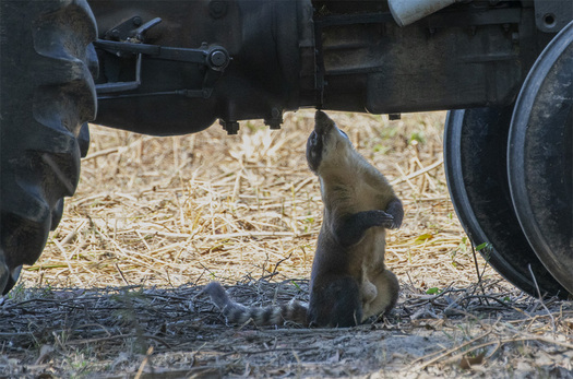 Coati inspecting a tractor from underneath it