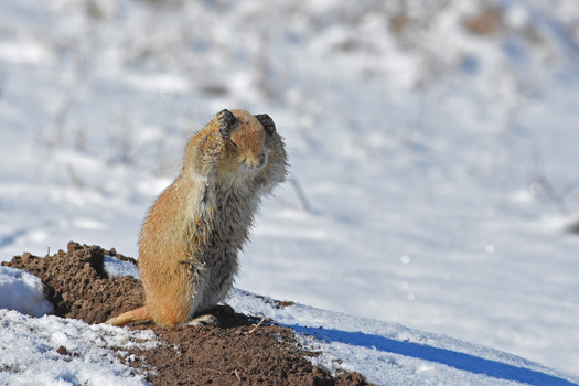 Prairie Dog covering its head with its front paws