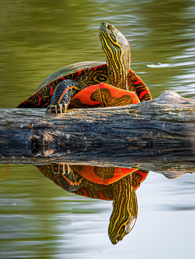 Painted Turtle on a log reflected in water