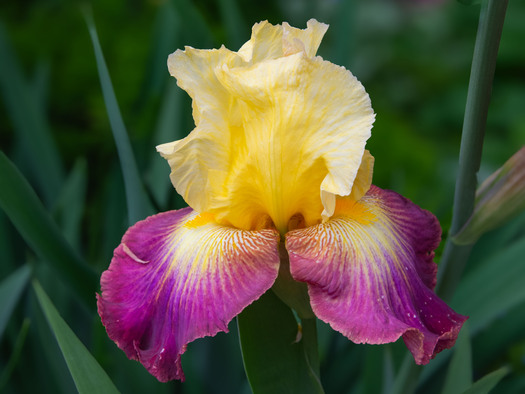 yellow and purple flower