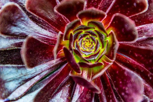 close up of a purple flower