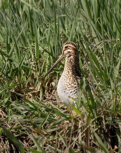 snipe in tall grass