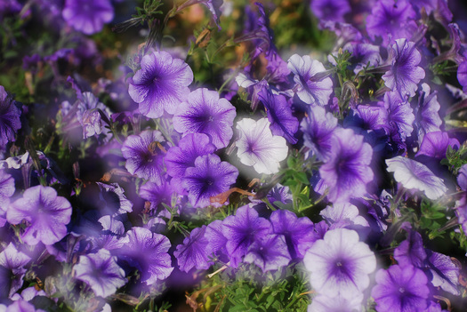 purple flowers