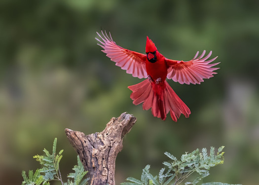 cardinal landing